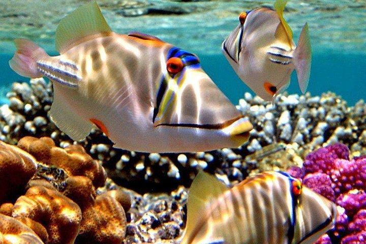 Snorkeling Trip to Utopia Island in Safaga from Luxor