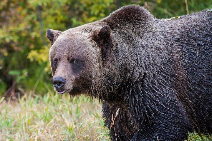 Upptäck Grizzly Bears från Banff