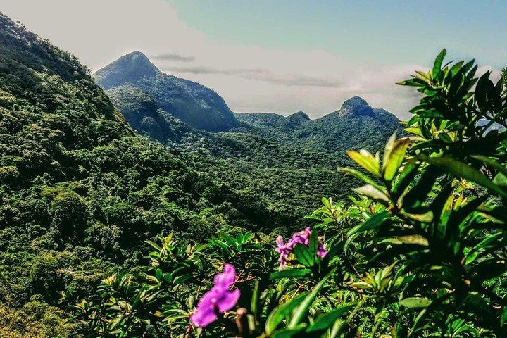 Tijuca Forest Challenge Full-Day Hike (Small-Group or Private)