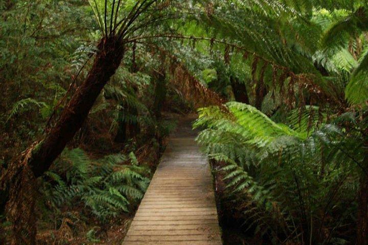 Great Ocean Road Medium Size Group Tour