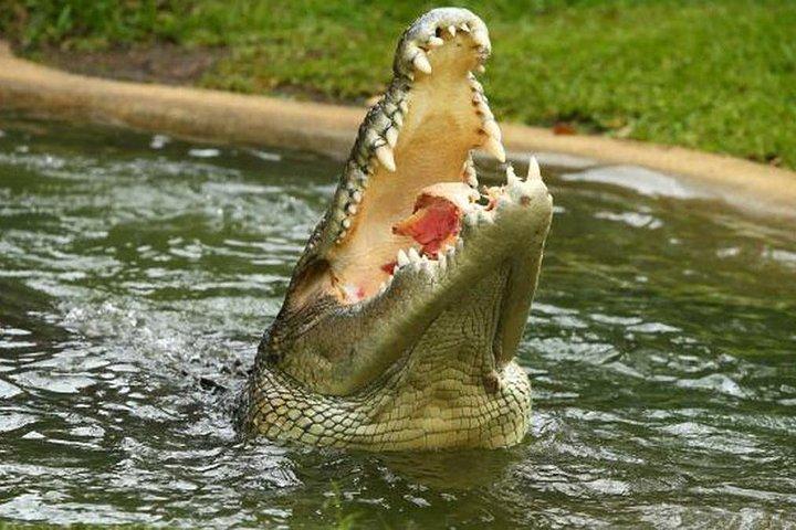 Sarawak Jong Crocodile Farm Educational Tour från Kuching