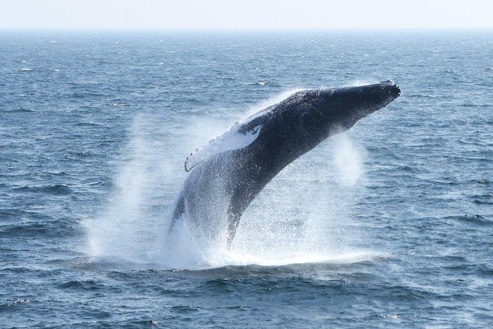 City Cruises Boston Whale Watching Cruise med højhastighedsbåd