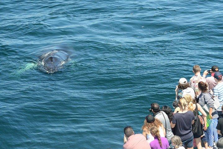 City Cruises Boston Whale Watching Cruise med højhastighedsbåd