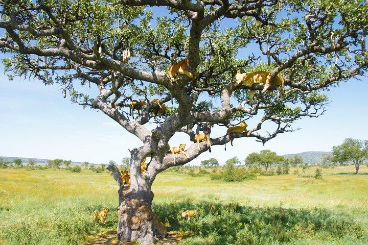 2 dagar Gick med i gruppsafari i Lake Manyara och Tarangire National Park