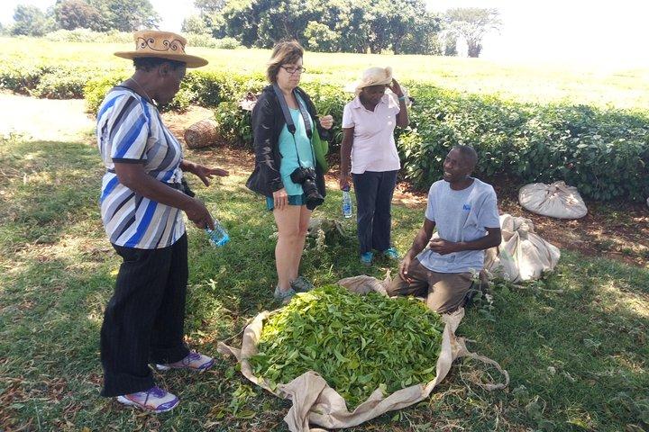 リアラ茶園での茶園体験と工場見学