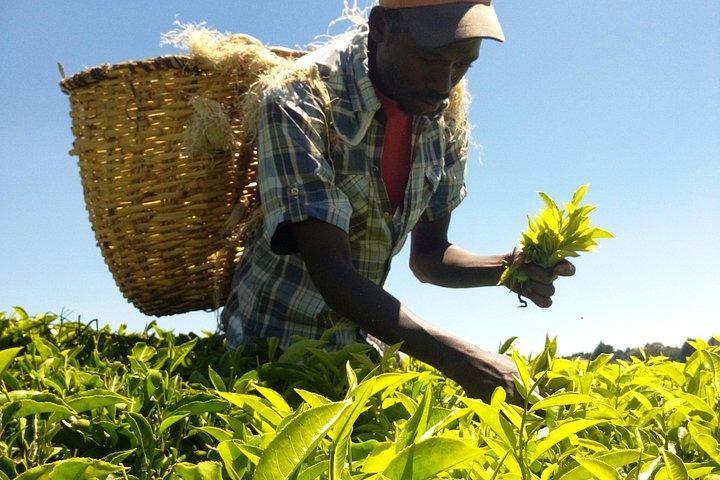 Excursion to Kiambethu Tea Farm