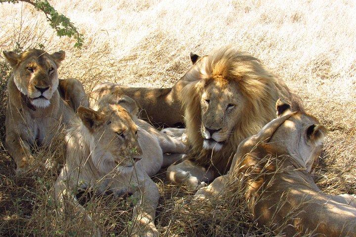 3 - Giorno Masai Mara Big Five Safari