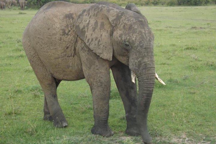スリリングな6日間アンボセリ湖ナクルマサイマラバジェットサファリ