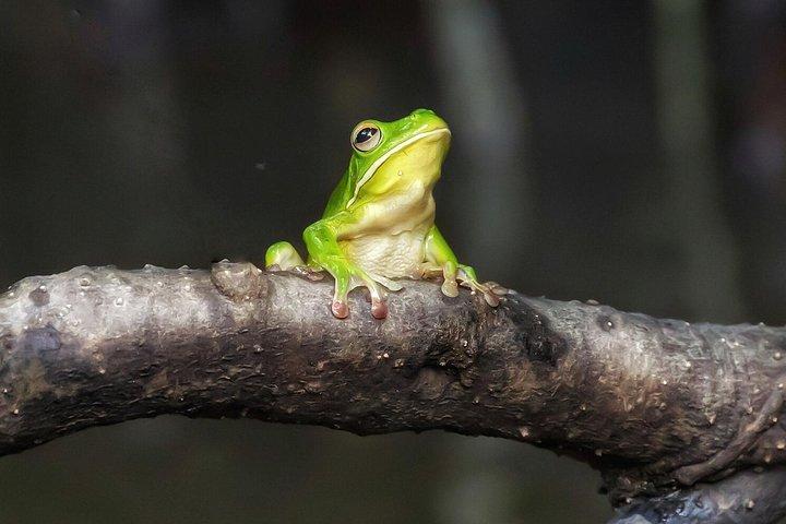 Solar Whisper Daintree River Crocodile and Wildlife Cruise