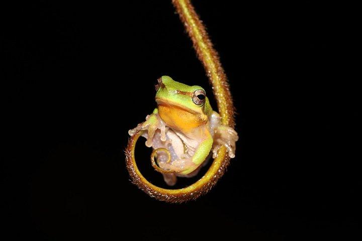 Solar Whisper Daintree River Crocodile and Wildlife Cruise