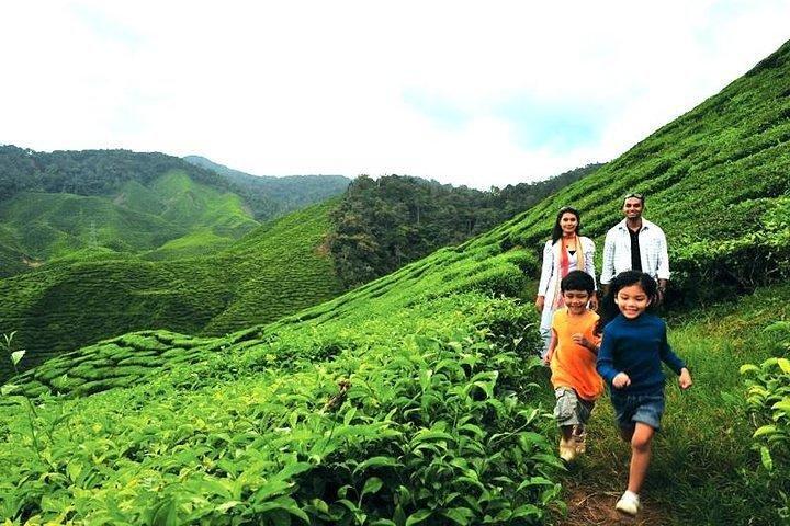 Private Cameron Highland Tagesausflug von Kuala Lumpur