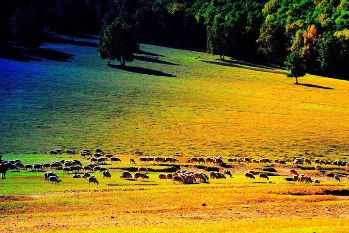 Serviço de transporte privado: 2 dias Wulan Butong Grassland de Pequim