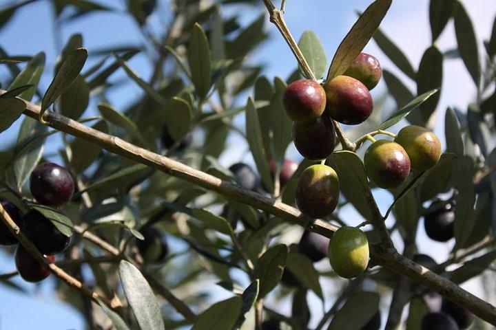 Enogastronomic tour:limoncello factory-oil factory-wine tasting