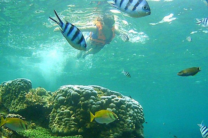 サムイ島からスピードボートでアーントーン海洋公園へのMr. Tu日帰り旅行