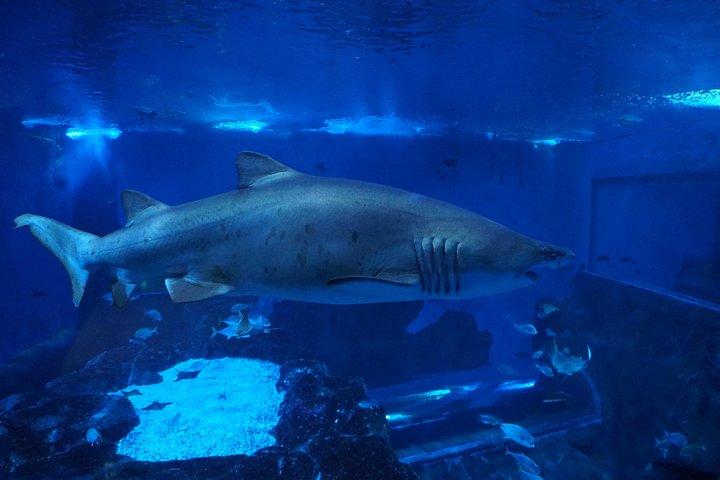 Entreebewijs voor het Sevilla Aquarium