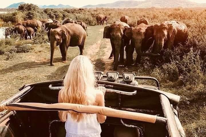 Tour di 2 giorni al safari Sigiriya e Minneriya Da Colombo