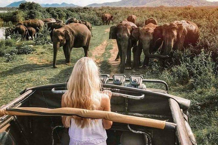 Udawalawe National Park og Elephant Transit Home From Galle