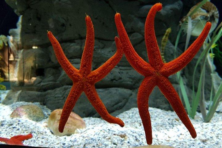Seville Aquarium Admission Ticket