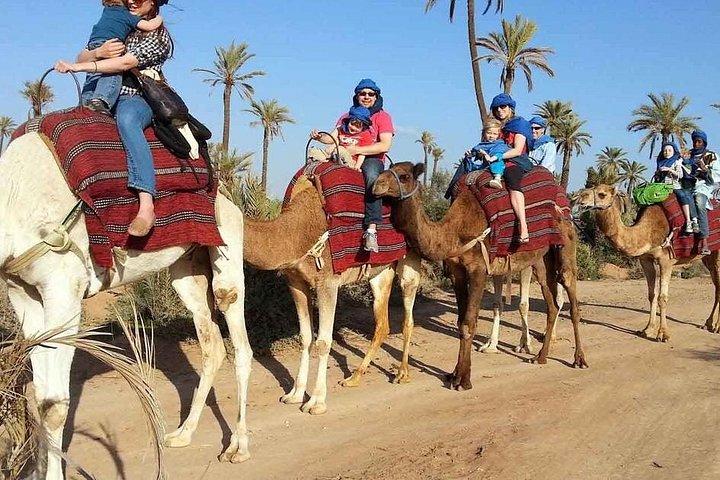 Private Camel Ride i Marrakech Palm Groves med Tea Break