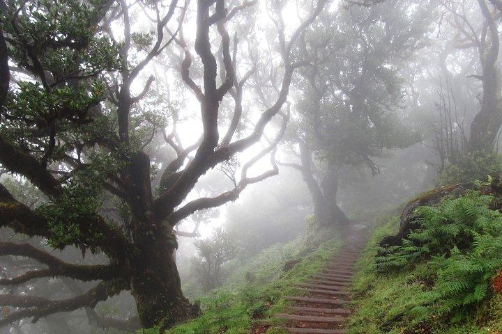 Fanal - Enchanted Forest