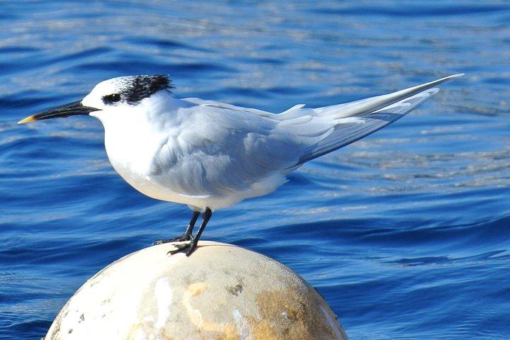 Lanzarote zeesafari vanuit Puerto Calero