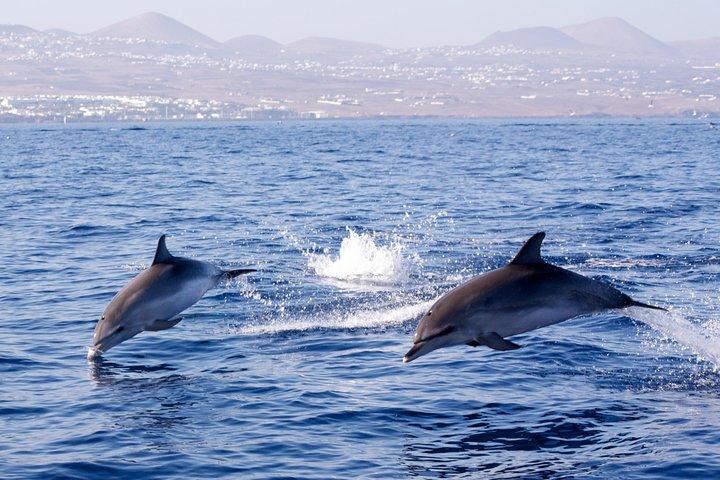 Lanzarote zeesafari vanuit Puerto Calero