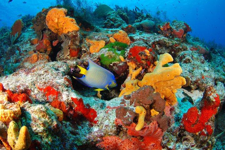 Mayan Adventure Snorkeling Tour from Playa del Carmen or Riviera Maya