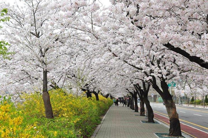 Vår 3 dagar Seoul & Mt Seorak Körsbärsblomning med Nami Island den 7-14 april