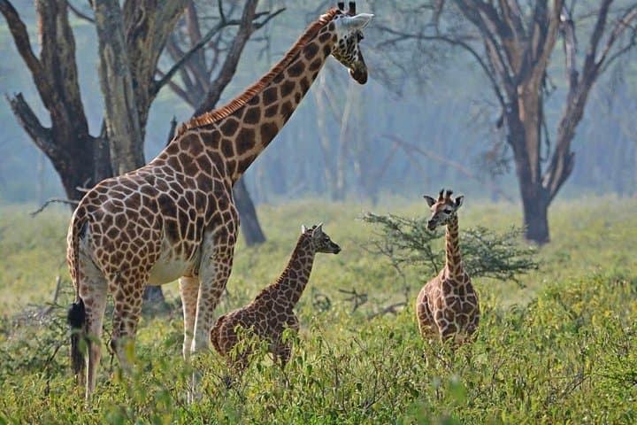 Lake Nakuru National Park - Day Trip (With Park Fees)