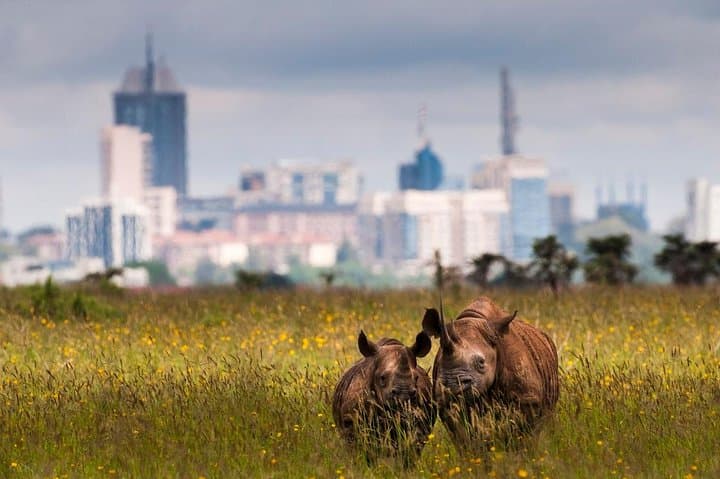 Early Nairobi Park Giraffe Centre and Optional Elephant Orphanage