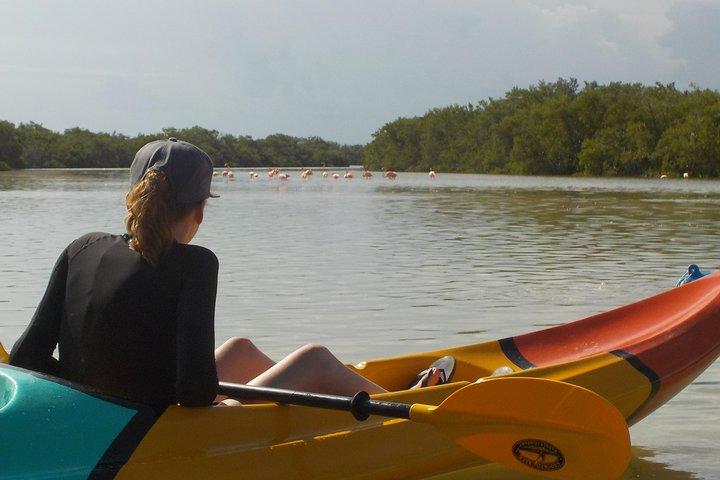 Kajaktur gennem mangroveskoven ved Isla Holbox