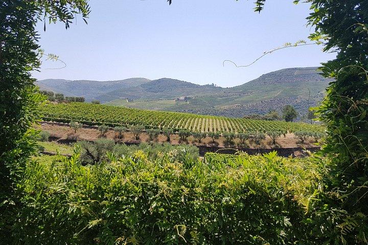 De Porto: Excursão de pequeno grupo no Vale do Douro com 4 vinícolas
