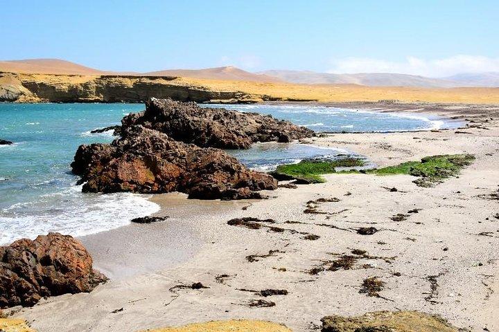 Excursion d'une journée dans les Îles Ballestas et à la Réserve nationale de Paracas au départ de Paracas