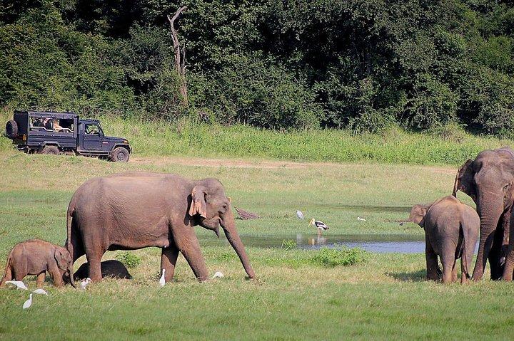 Udawalawa Safari（3-4時間） - 経験豊富なドライバーとのプライベートジープ