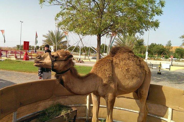 Red Dunes Quad Bike Safari con BBQ y Ferrari world (Tour de 2 días)