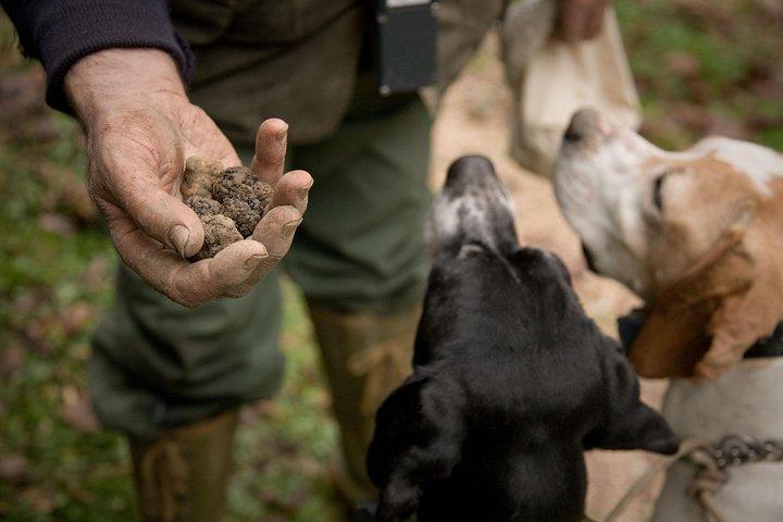 Chasse et dégustation de truffes à San Gimignano avec un déjeuner toscan