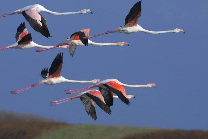 Rota Flamingo