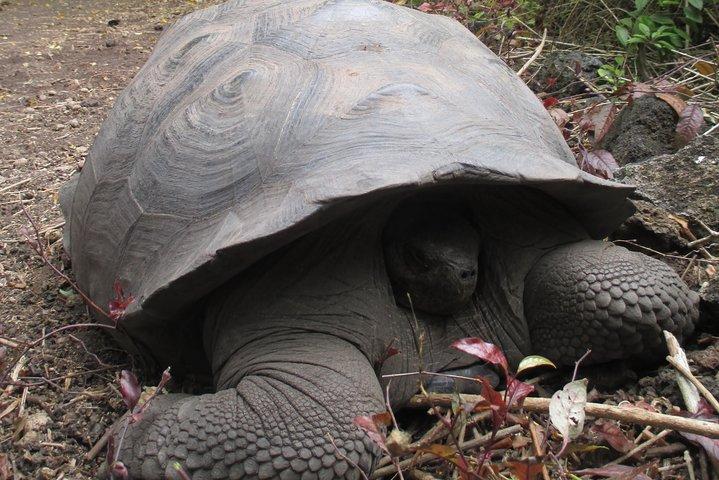 Genießen Sie das Beste von Quito und Galapagos (3 Inseln ) 8-tägiger Ausflug
