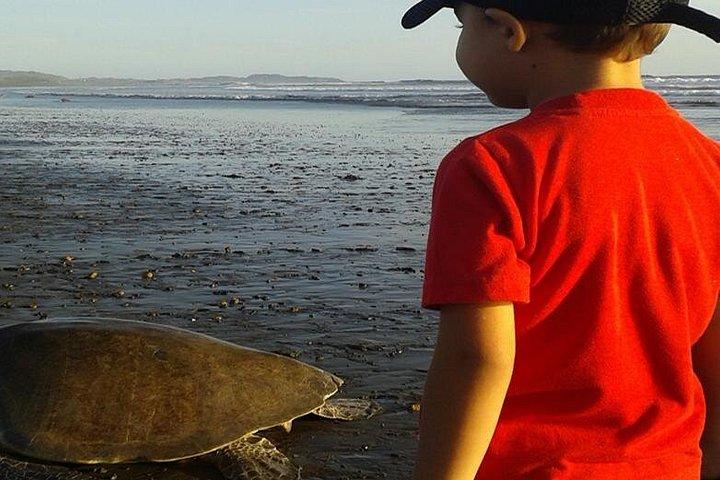 Turtle Tour Near Samara Beach