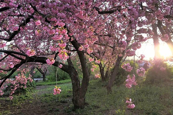 Segreti di Central Park e punti salienti