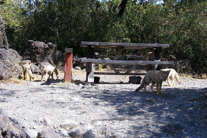 終日オソルノ火山とペトロフエ滝小グループツアー
