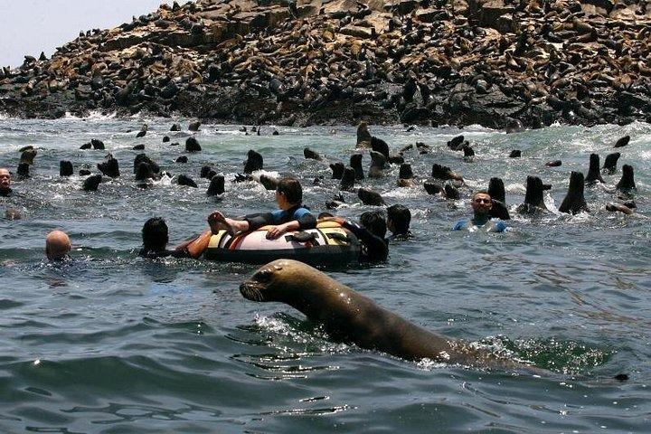 Nada Con Lobos Marinos En Las Islas Palomino