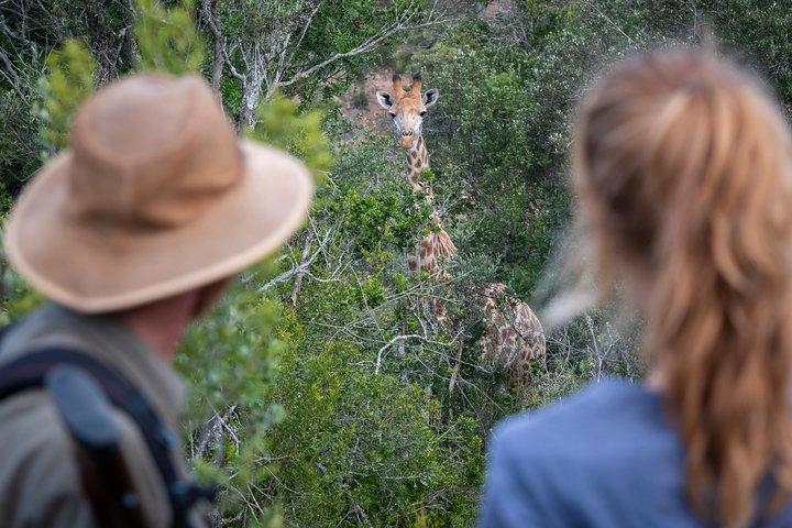 Giraffe Tracking 4x4 Safaris