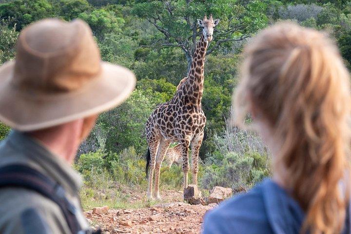 Giraffe Tracking 4x4 Safaris