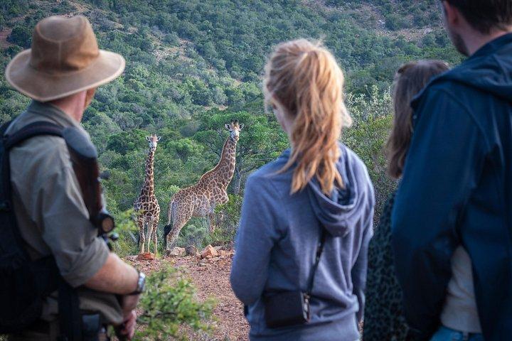 Giraffe Tracking 4x4 Safaris