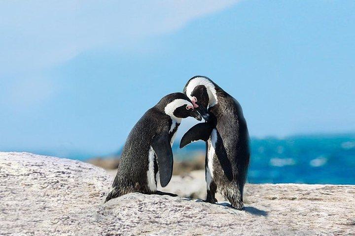 Visite d'une journée à Cape Point avec les pingouins de Boulder