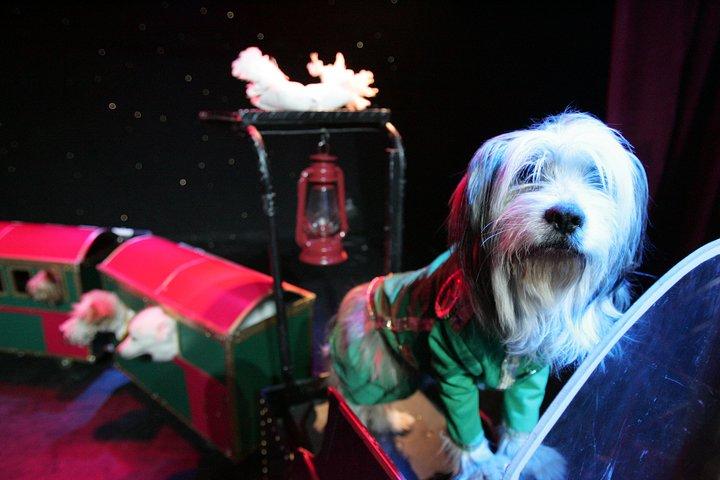 Popovich Comedy Pet Theater no Planet Hollywood Resort e Casino