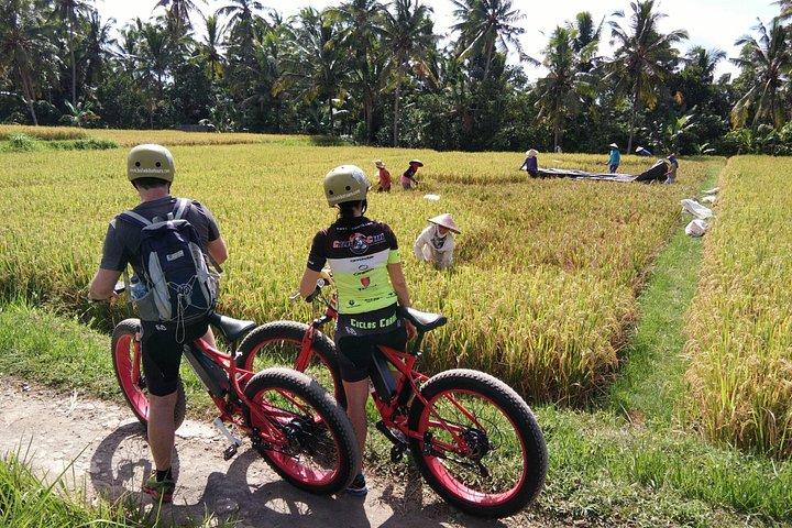 Elcykeltur i Ubud
