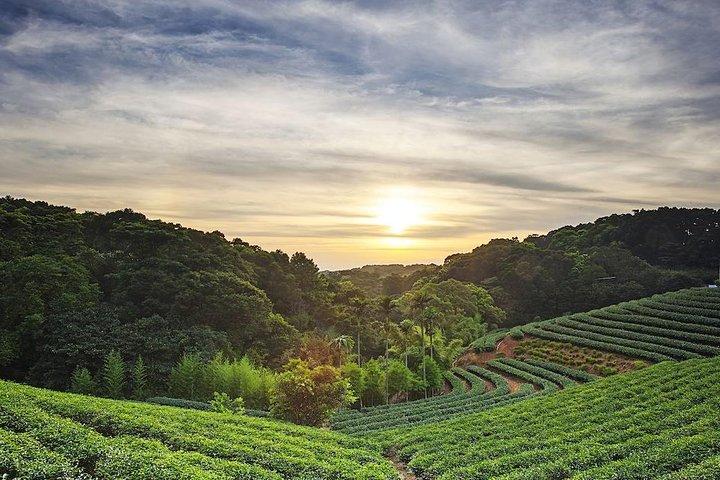 台北の茶園：少人数グループでの台北市内観光