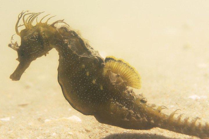 Observación de caballitos de mar